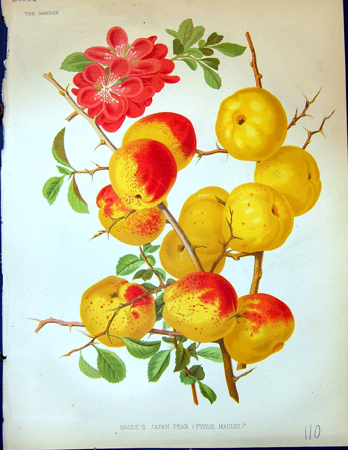Antique Old Print Maule'S Japan Pear Pyrus Maulei Fruit Flowers Garden 1878