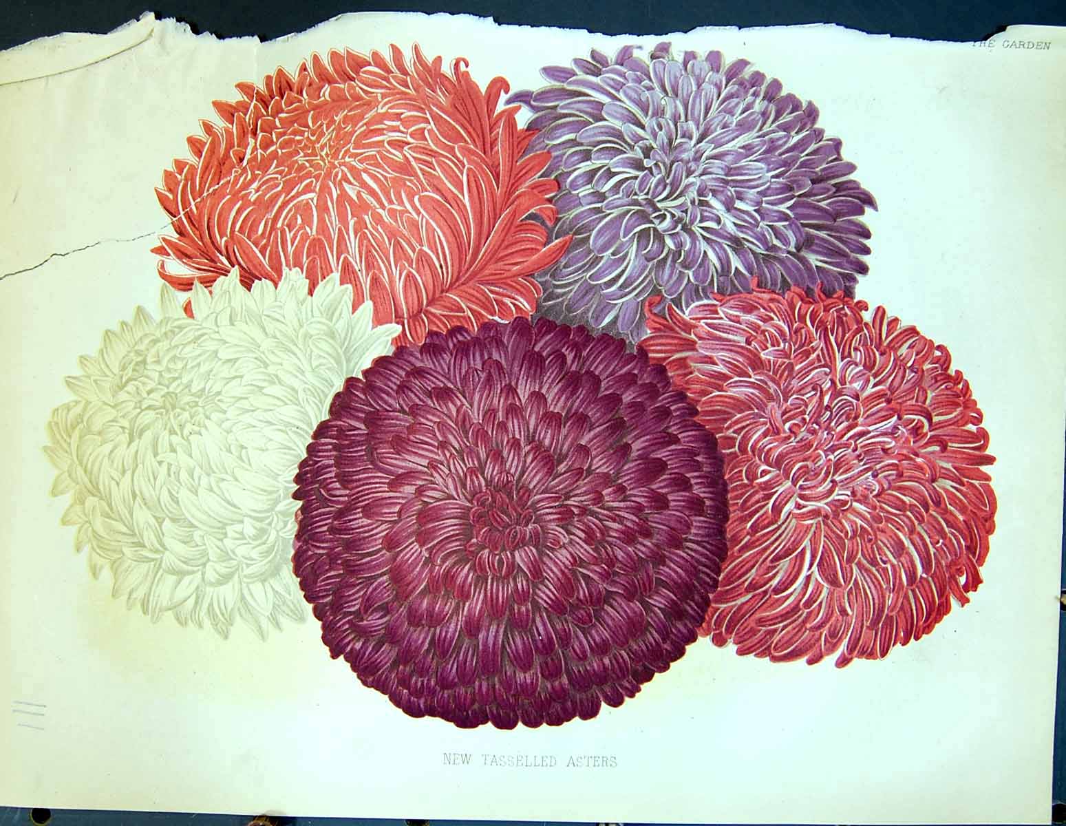 Original Old Antique Print Tasselled Asters Flowers Colour Garden 1878 19th
