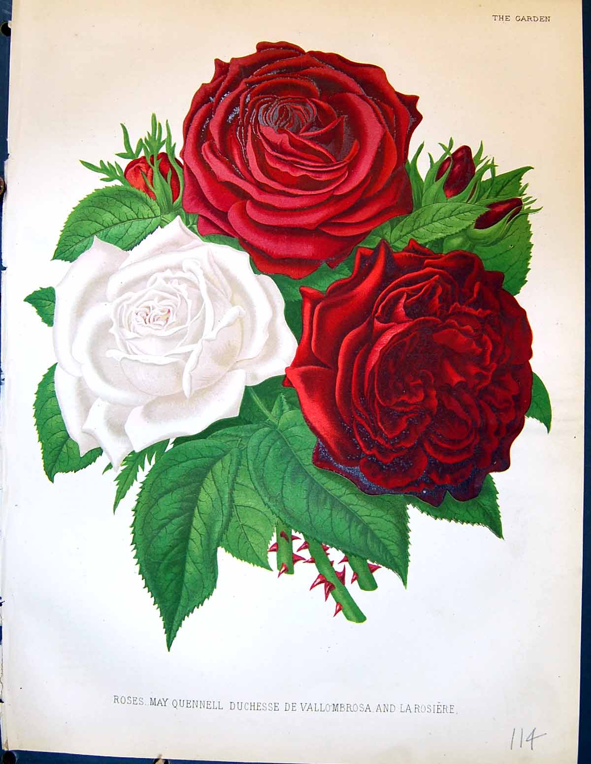 Old Antique Print Roses Flowers May Quennell Duchesse Rosiere Garden 1878 19th