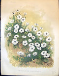 Antique Old Print White Rock Flax Linum Viscosum Flowers Colour Garden 1878