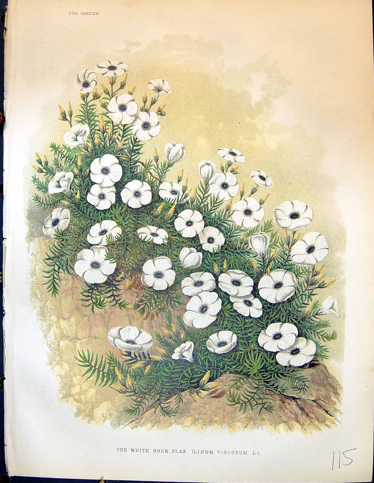 Antique Old Print White Rock Flax Linum Viscosum Flowers Colour Garden 1878