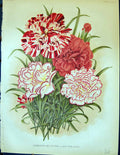 Original Old Antique Print Carnations Picotees Flowers Colour Garden 1878 19th