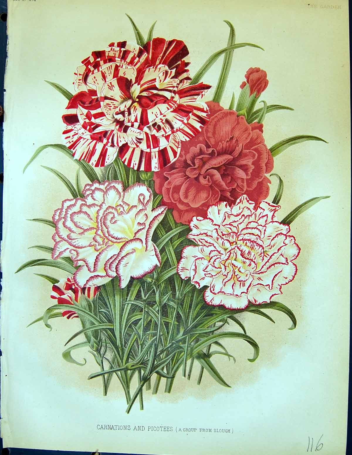 Original Old Antique Print Carnations Picotees Flowers Colour Garden 1878 19th