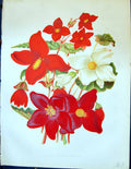 Old Antique Print Group New Begonias Red White Flowers Colour Garden 1878 19th