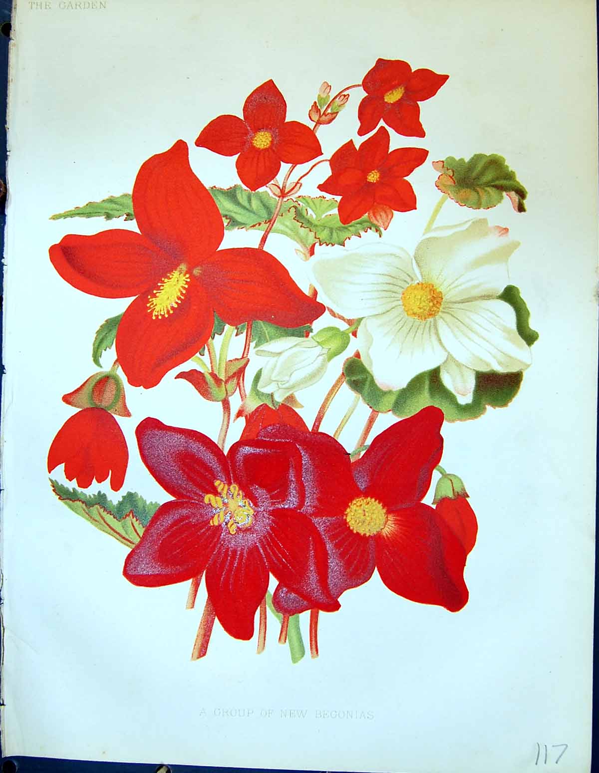 Old Antique Print Group New Begonias Red White Flowers Colour Garden 1878 19th