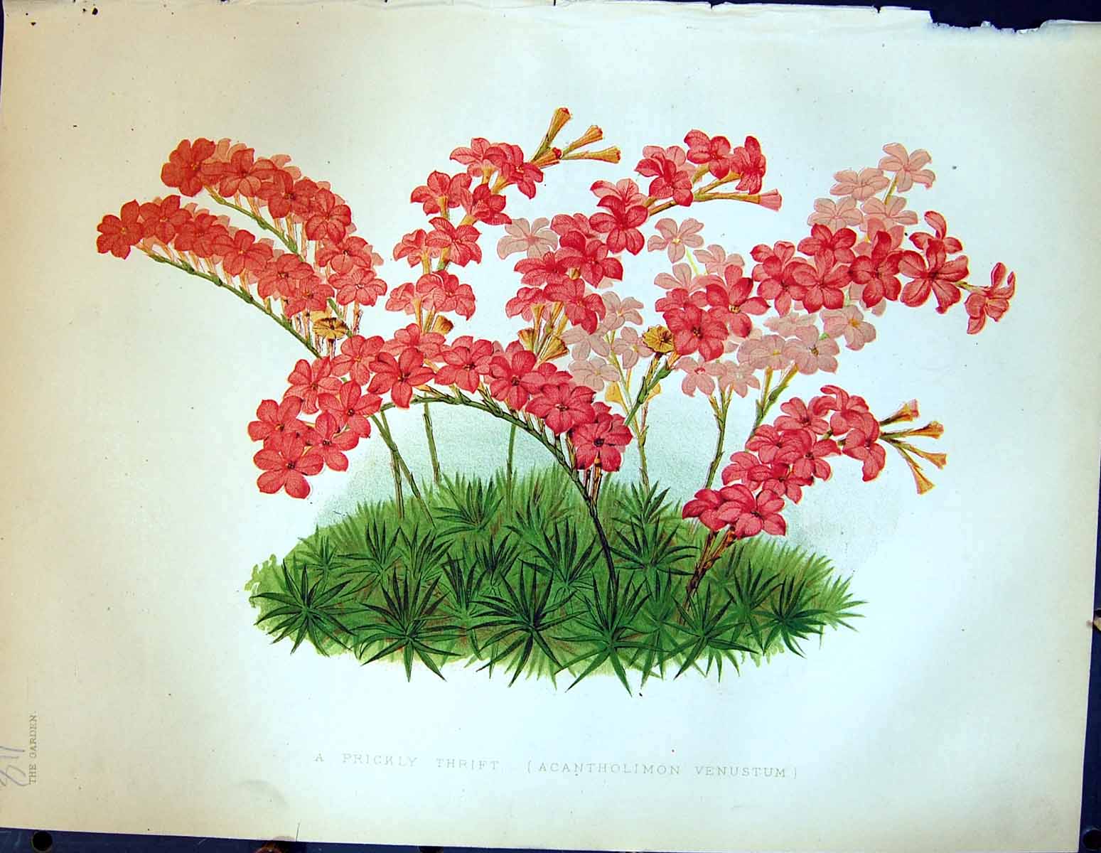 Antique Old Print Prickly Thrift Acantholimon Venustum Flowers Garden 1878 19th