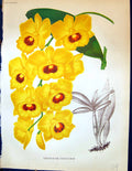 Antique Old Print Dendrobium Suavissimum Yellow Flowers Colour Garden 1878 19th