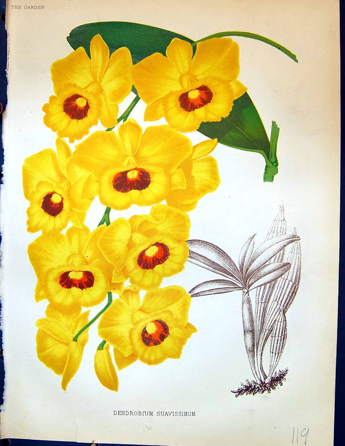 Antique Old Print Dendrobium Suavissimum Yellow Flowers Colour Garden 1878 19th