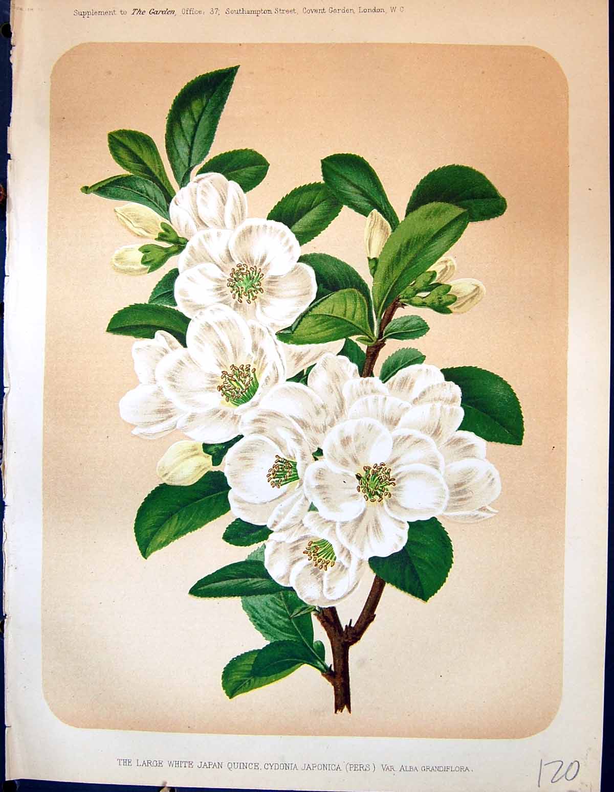 Antique Print Large White Japan Quince Cydonia Japonica Flowers Garden 1878