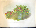 Antique Print Purple Alpine Milkwort Polycala Purpurea Flowers Garden 1878 19th