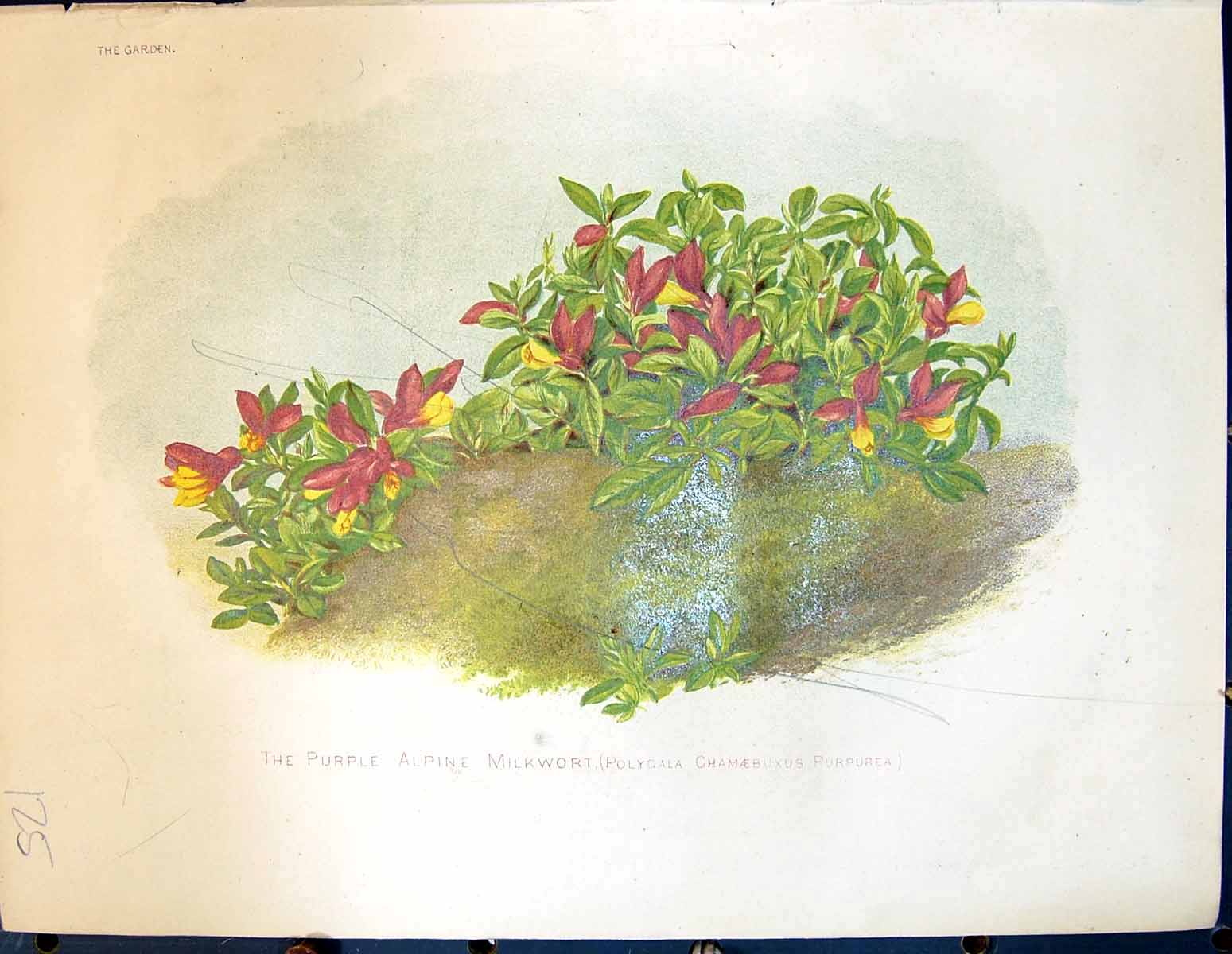 Antique Print Purple Alpine Milkwort Polycala Purpurea Flowers Garden 1878 19th