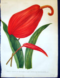 Old Wards Variety Flamingo Plant Anthurium Scherzerianum Flowers Gard