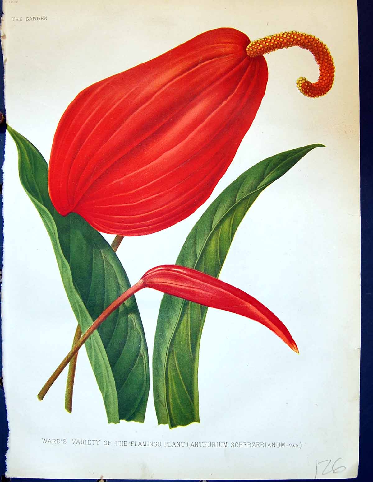 Old Wards Variety Flamingo Plant Anthurium Scherzerianum Flowers Gard