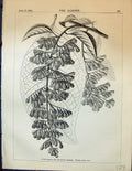 Old Japanese Tree Pterostyrax Hispidum Flowers Creamy White Garden 18 19th