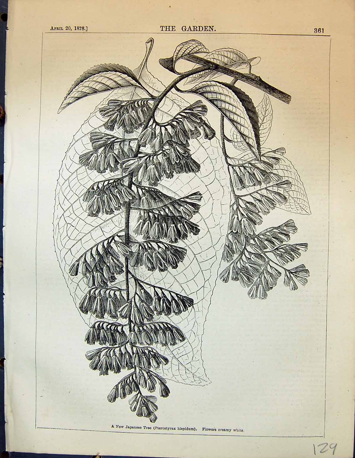 Old Japanese Tree Pterostyrax Hispidum Flowers Creamy White Garden 18 19th