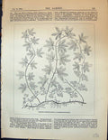 Antique Old Print Garden 1878 Lygodium Palmatum Pressed Dried State Flowers