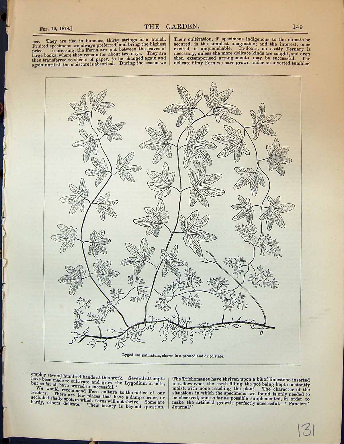 Antique Old Print Garden 1878 Lygodium Palmatum Pressed Dried State Flowers