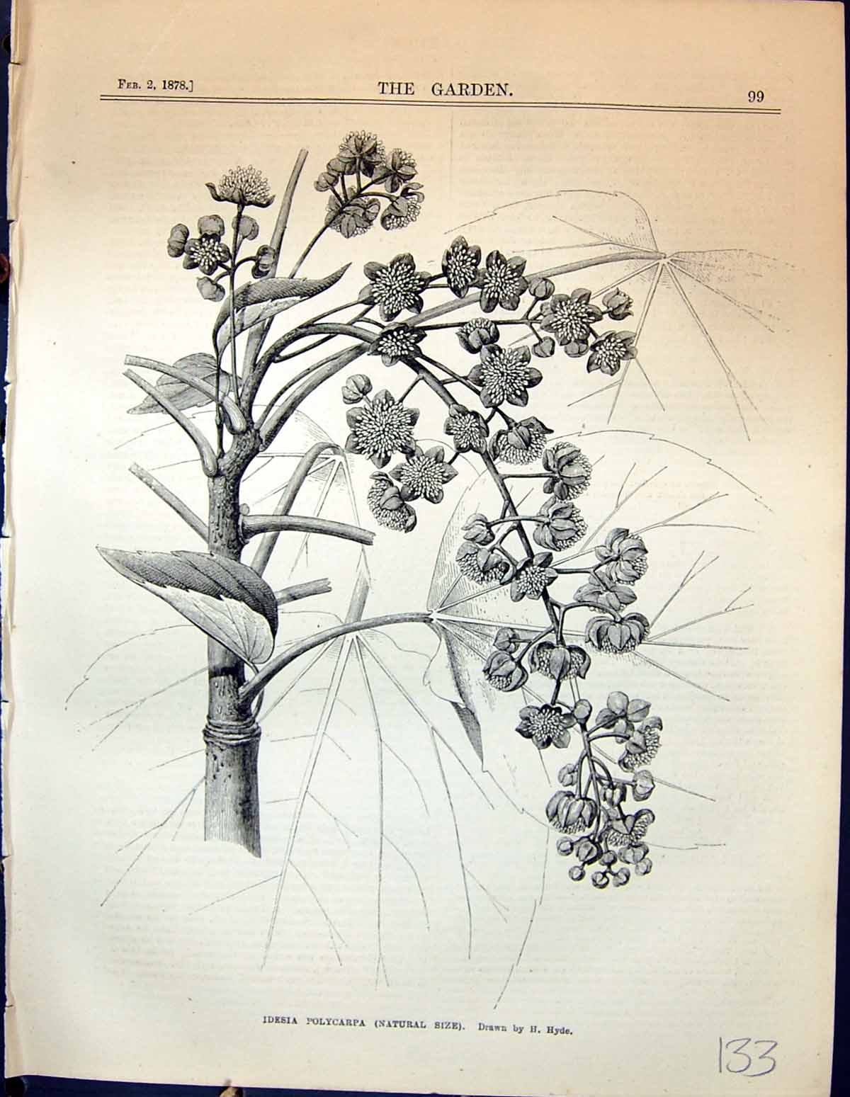 Original Old Antique Print Idesia Polycarpa Plant Nature Garden 1878 Victorian