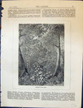 Old Antique Print Australian Forest Scene Trees Plants Nature Garden 1878 19th
