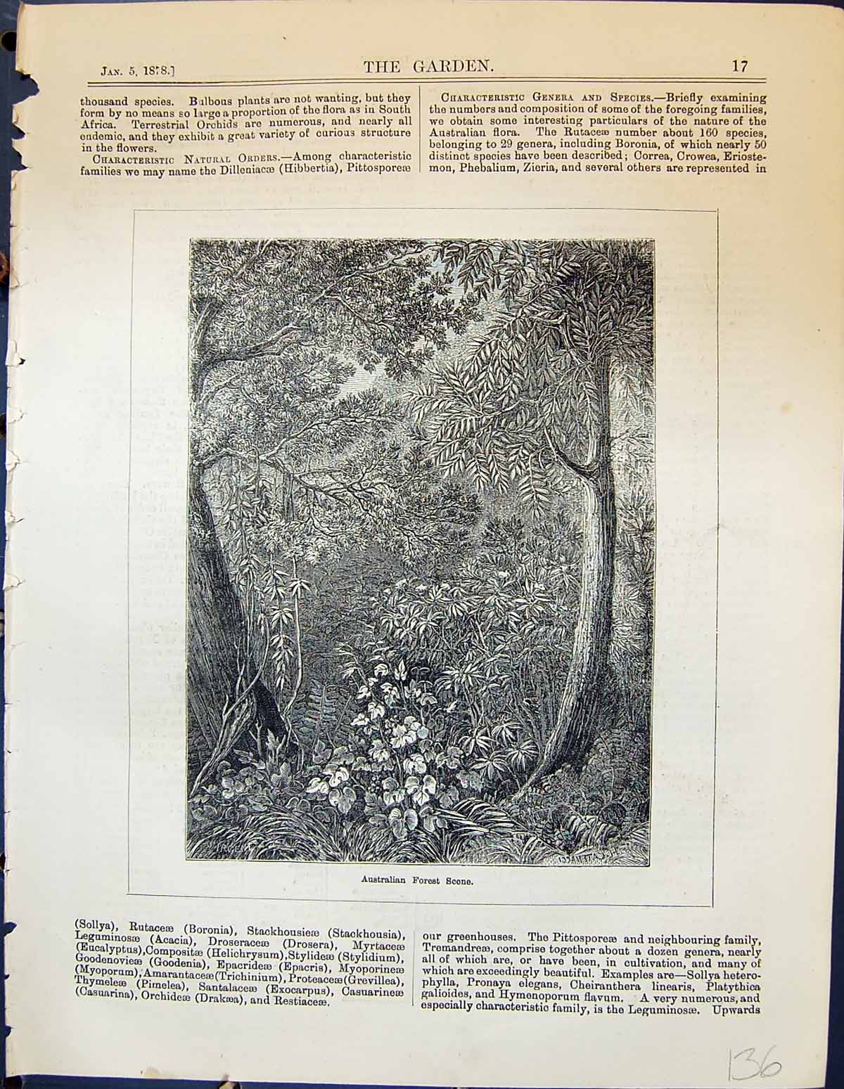 Old Antique Print Australian Forest Scene Trees Plants Nature Garden 1878 19th