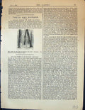 Original Old Antique Print Vicious System Tree Planting Garden 1878 Victorian