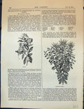 Original Old Antique Print Garden 1878 Cantus Gonoclayx Pulcher Flowers Plants