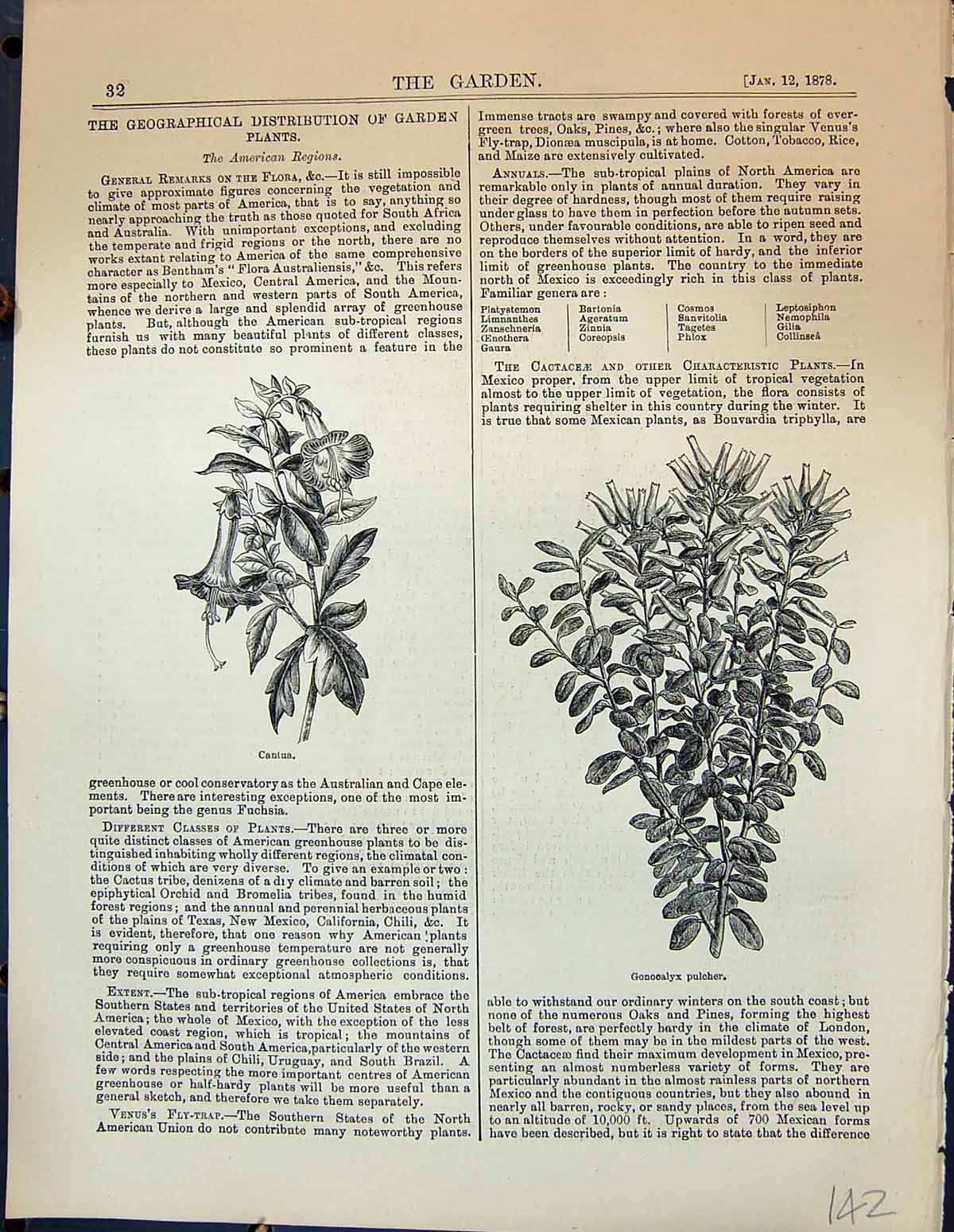 Original Old Antique Print Garden 1878 Cantus Gonoclayx Pulcher Flowers Plants
