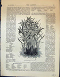Antique Print Garden 1878 Cool American Region Odontoglossum Flowers Plants