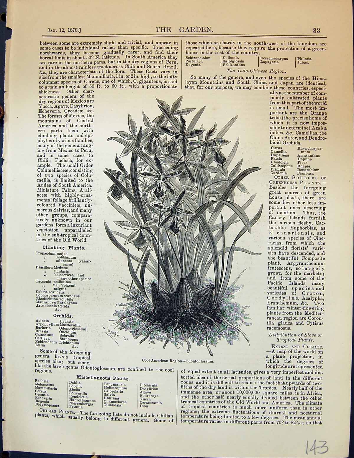 Antique Print Garden 1878 Cool American Region Odontoglossum Flowers Plants