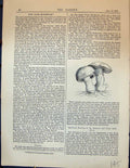 Original Old Antique Print Garden 1878 Cave Mushroom 19th Century
