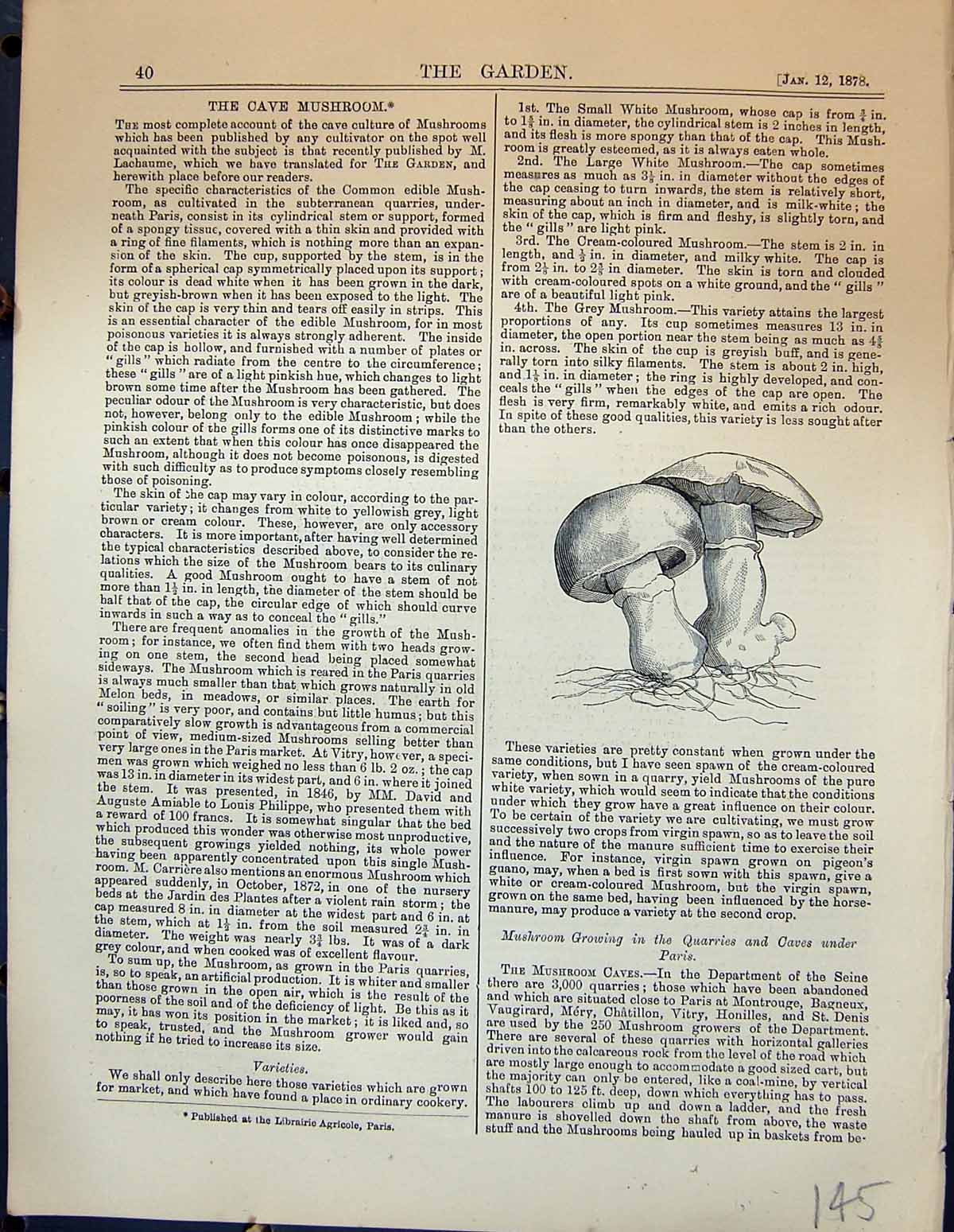 Original Old Antique Print Garden 1878 Cave Mushroom 19th Century