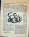 Original Old Antique Print Garden 1878 Rock Mushrooms 19th Century