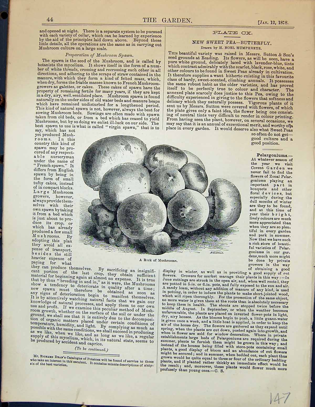 Original Old Antique Print Garden 1878 Rock Mushrooms 19th Century
