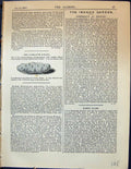 Antique Old Print Garden 1878 Vitelotte Potato Covent Garden France Vegetable