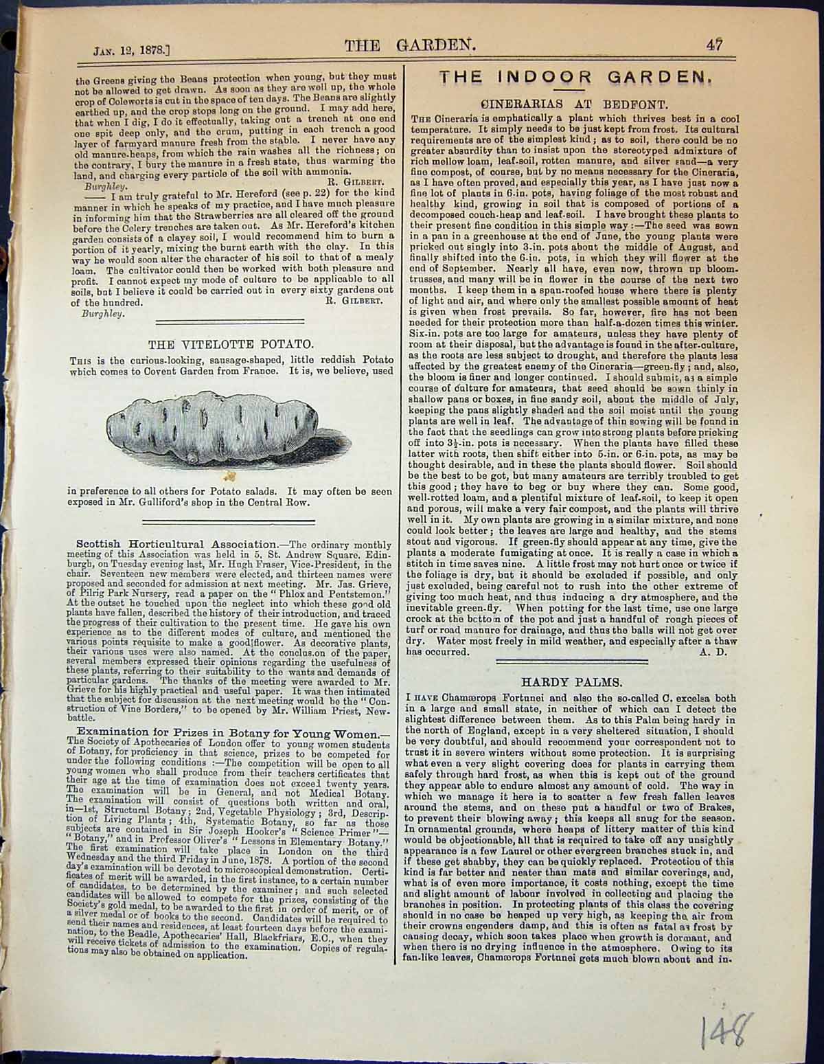 Antique Old Print Garden 1878 Vitelotte Potato Covent Garden France Vegetable