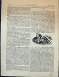 Original Old Antique Print Cocoa Plants America Garden 1878 19th