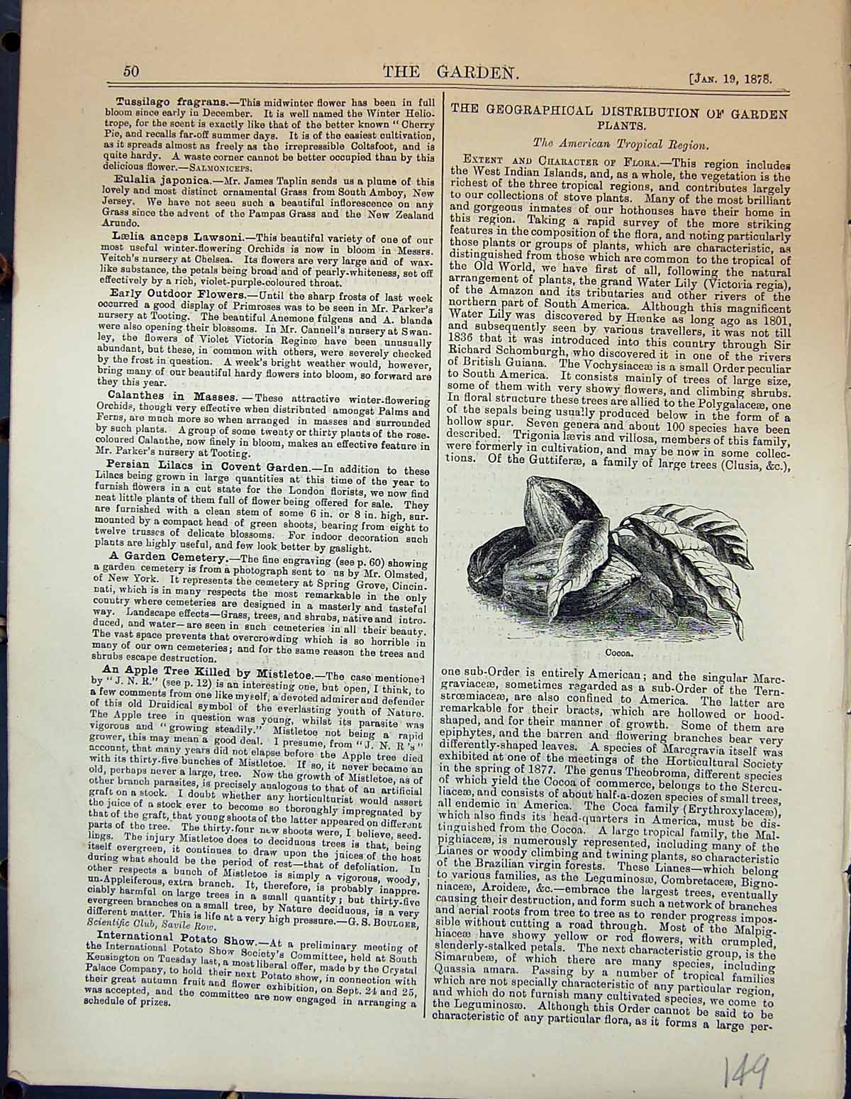 Original Old Antique Print Cocoa Plants America Garden 1878 19th