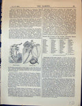 Original Old Antique Print Seaside Grapes Sand-Box Tree Garden 1878 Victorian