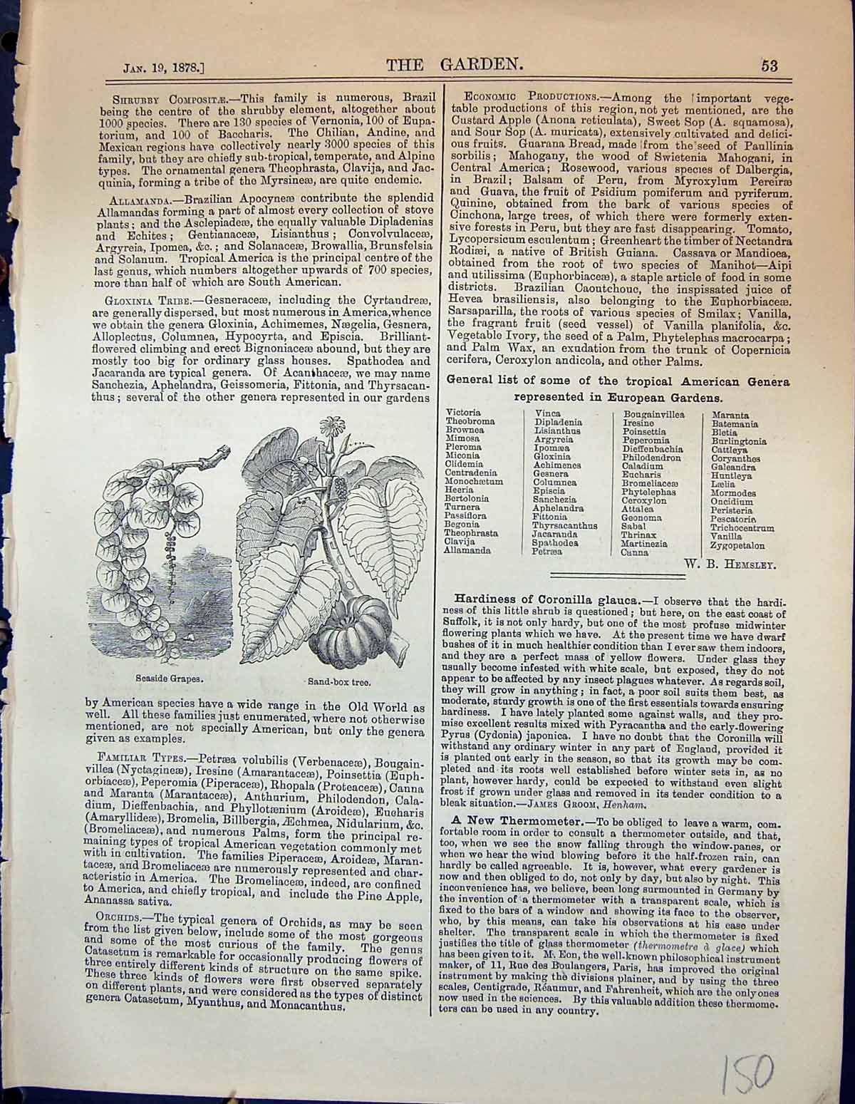 Original Old Antique Print Seaside Grapes Sand-Box Tree Garden 1878 Victorian