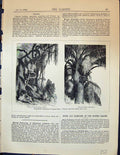 Old Lianes Woody Twining Plants Palm Tree Tropical America Garden 187 Victorian