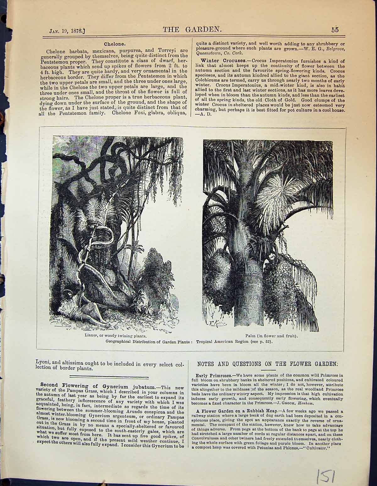 Old Lianes Woody Twining Plants Palm Tree Tropical America Garden 187 Victorian