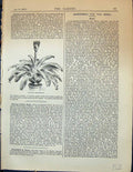 Original Old Antique Print Canistrum Aurantiacum Flowers Plants Garden 1878