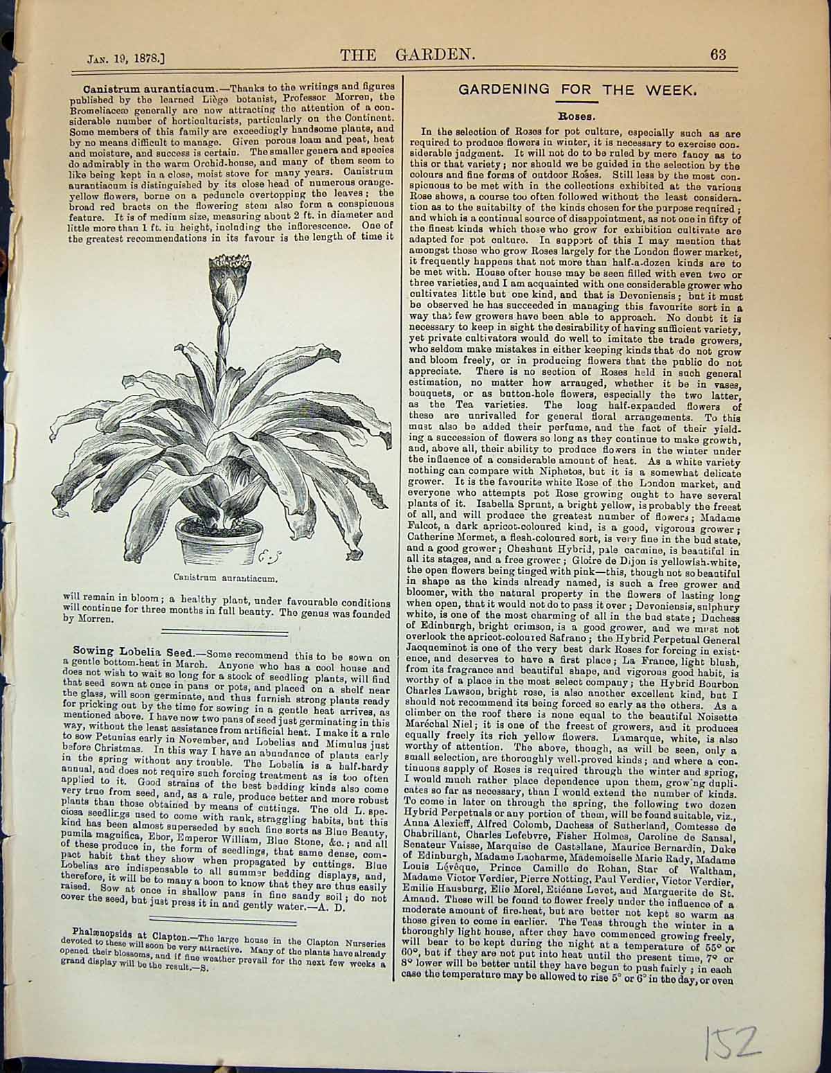 Original Old Antique Print Canistrum Aurantiacum Flowers Plants Garden 1878