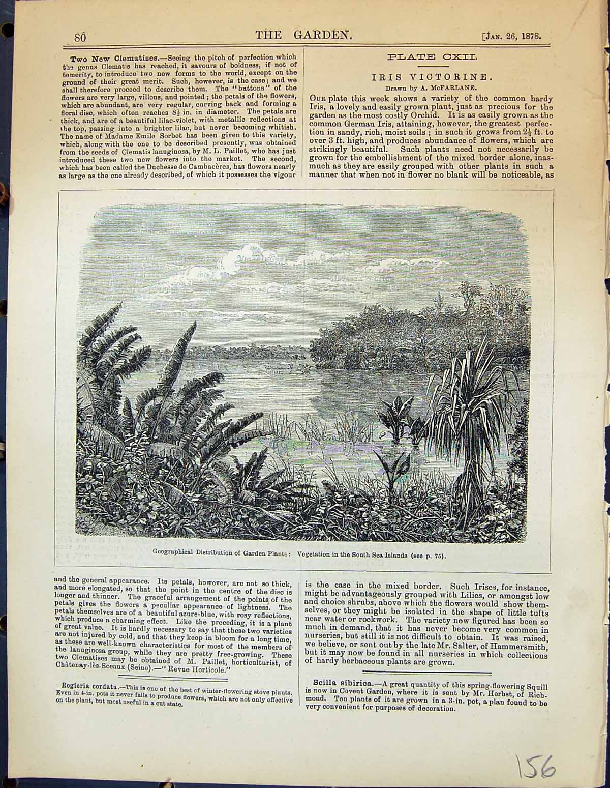 Original Old Antique Print Vegetation South Sea Islands Plants Garden 1878 19th