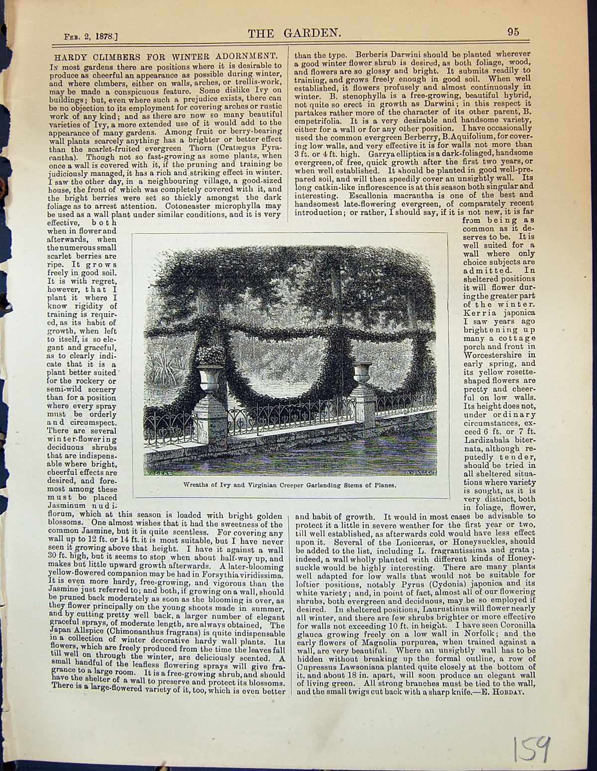Old Wreaths Ivy Virginian Creeper Garlanding Stems Planes Garden 1878 Victorian