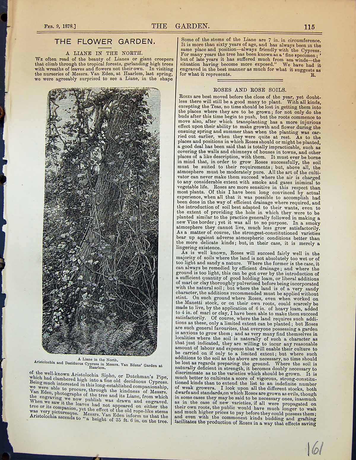 Old Liane Giant Creeper Van Eden Haarlem Aristolochia Cypress Garden