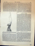 Original Old Antique Print Lily Bulbs Seed-Bud Flowers Garden 1878 Victorian