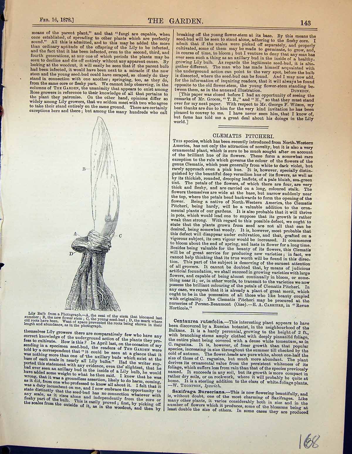Original Old Antique Print Lily Bulbs Seed-Bud Flowers Garden 1878 Victorian