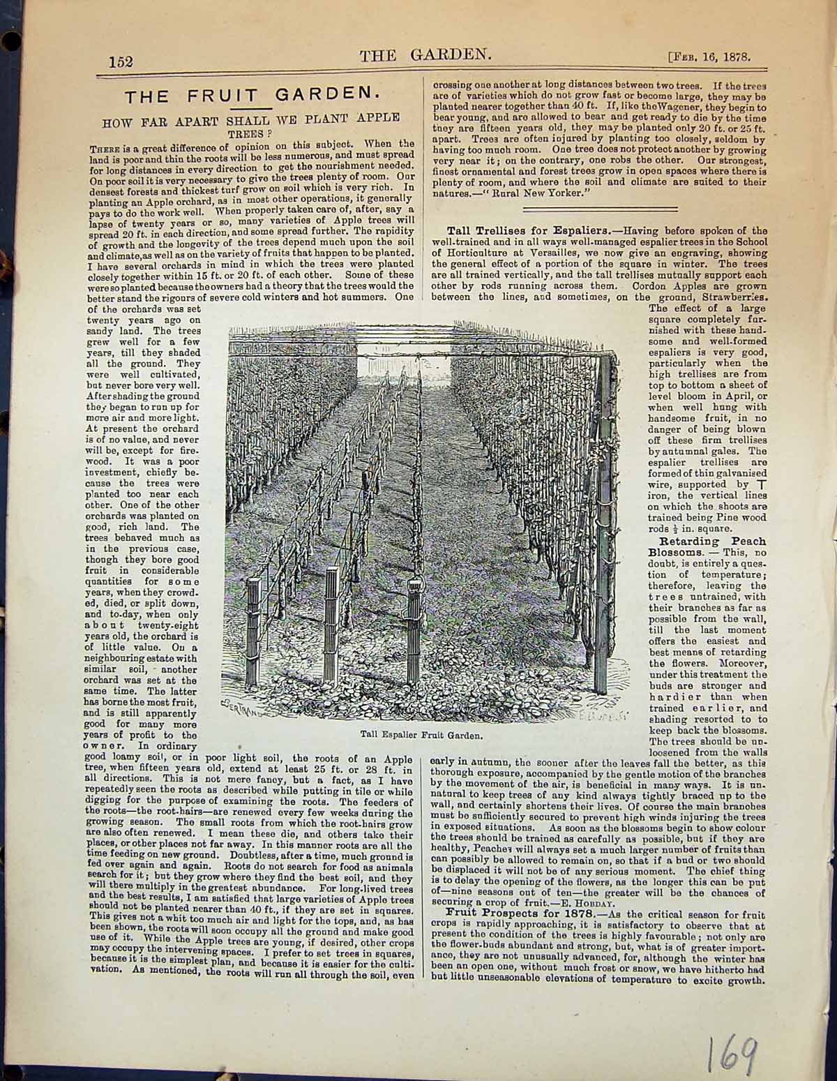Old Antique Print Tall Espalier Fruit Garden 1878 Trellises Horticulture 19th