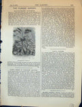 Original Old Antique Print Molopospermum Cicutarium Plant Botany Garden 1878
